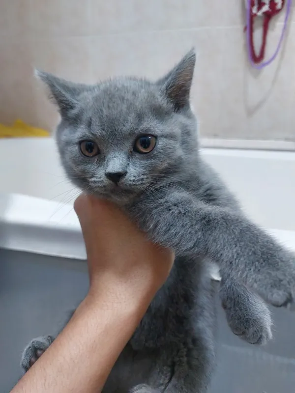 Продам кошку породы Скоттиш Страйт 3 Продам кошку породы Скоттиш Страйт 3