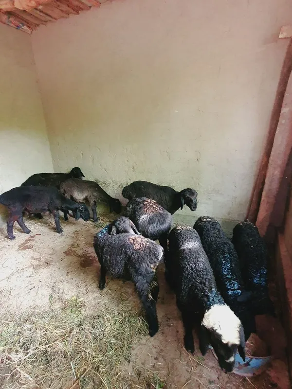Semiz Quy quzilar Qurbon va hayit bayramlari uchun va yaxshi kuningiz — фото 2