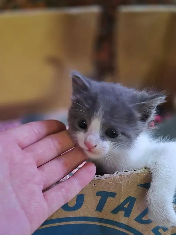 Милий Котёночек Мен куюн