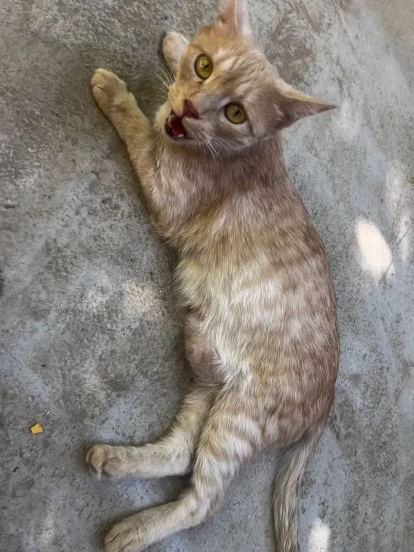 Котята в добрые руки 1 Котята в добрые руки 1