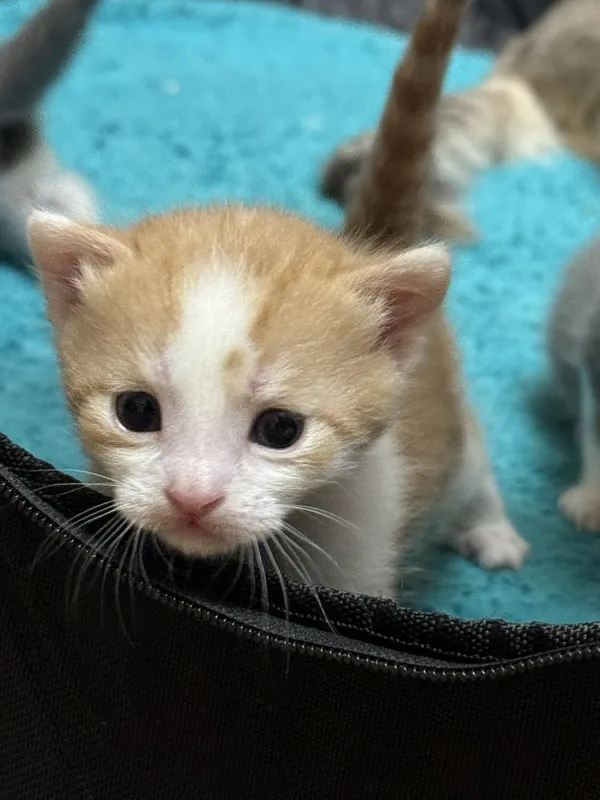 Продаются милые котята, возраст 3 недели — фото 3
