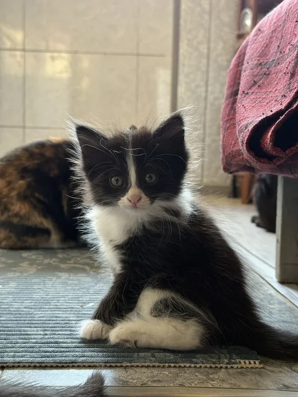 Котята в добрые руки — фото 5