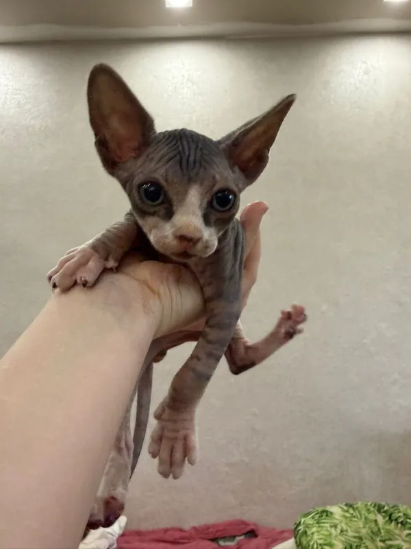 котики Сфинксы Канадские