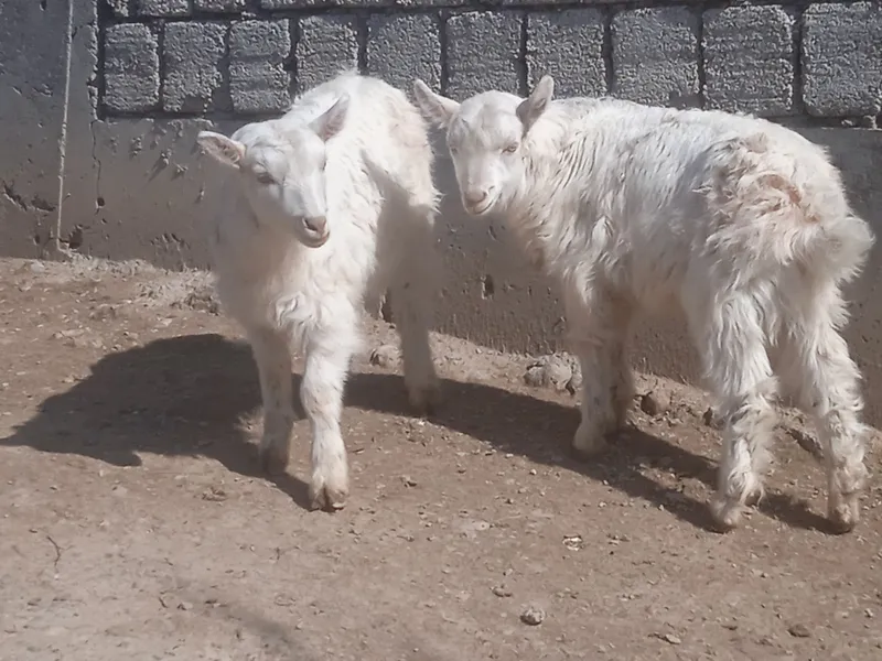 Echki suti sotiladi
