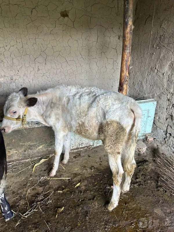 Mol sotiladi 3 ta 8 Mol sotiladi 3 ta 8