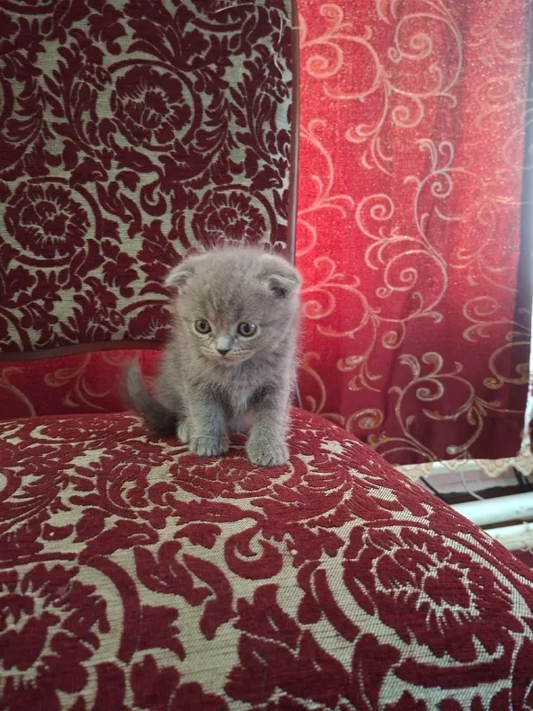 Скотиш фолд котята! — фото 1