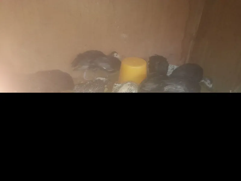 Kurka jojalari bor sotladi