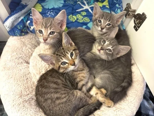 Срочно отдам даром котенка 2 месяца мальчик. Срочно отдам даром котенка 2 месяца мальчик.