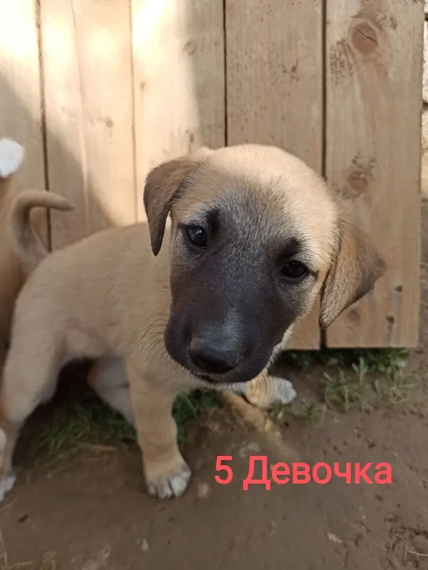 Алиса в ответственные руки! — фото 5