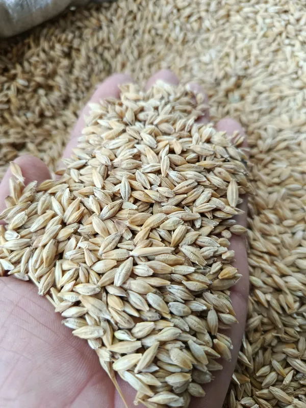 Qozogston Maxsulotlari 50 kg Alo sifatli% 1