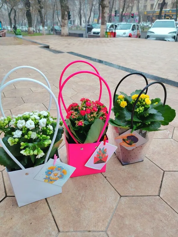 Каланхое.