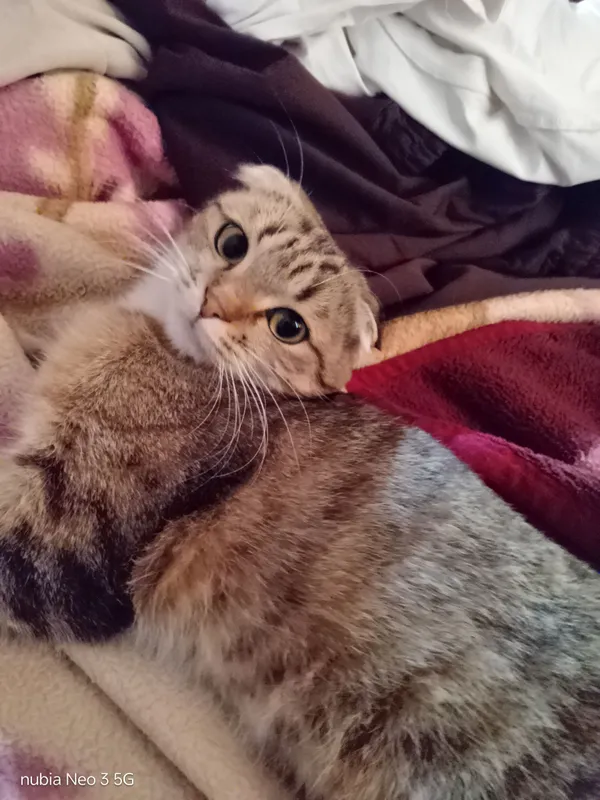 Шотландская вислоухая (Scottish Fold) 3