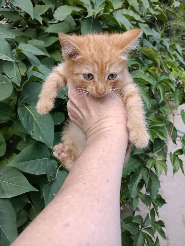 Отдам даром двух котят.