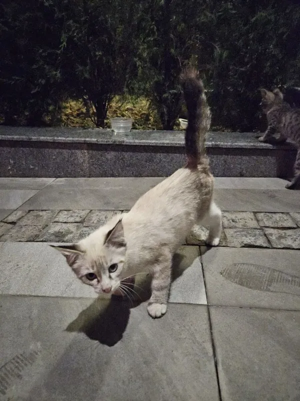 Домашние котята — фото 3