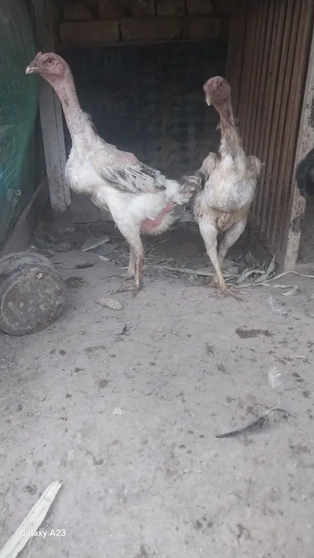 parranda 1 parranda 1