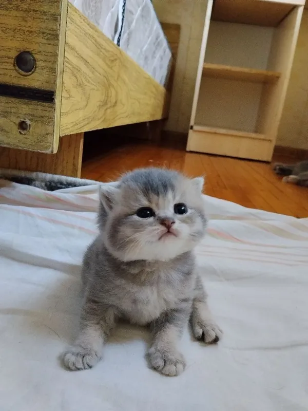 Срочно Продаётся котят — фото 5