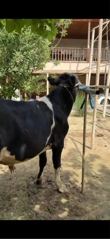 Buqacha sotiladi 24 milyon — фото 2