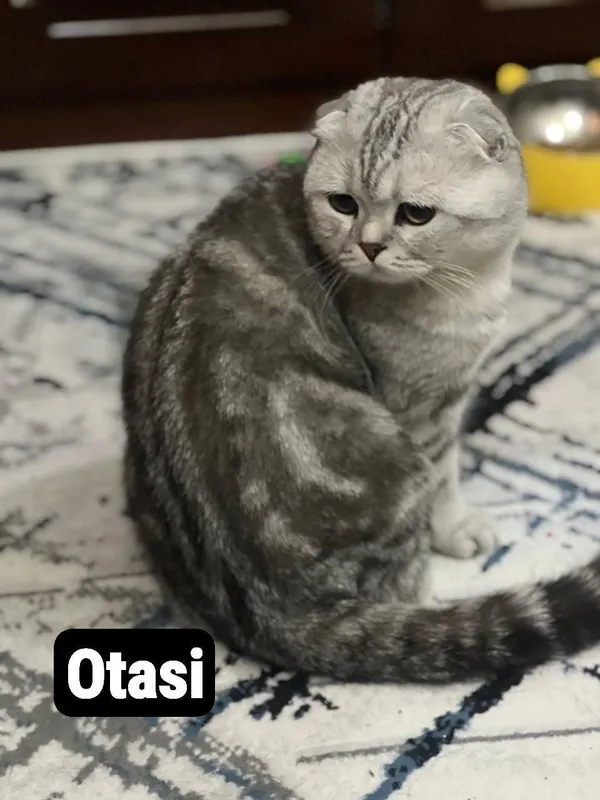 Skotish fold mushukchala скотишфолд котятя 7