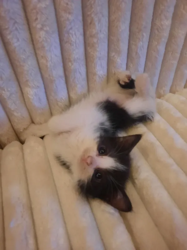 Котята в хорошие ручки