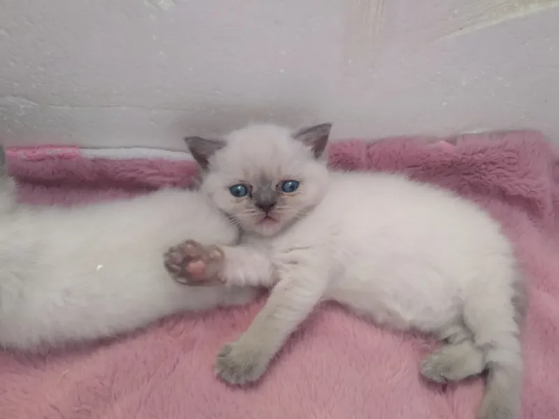 скотиш страйт 2