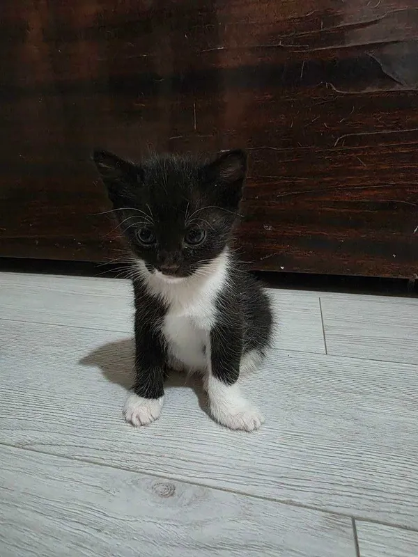 Отдам кошечку и котят в хорошие руки. Домашние, чистые , здоровые — фото 1