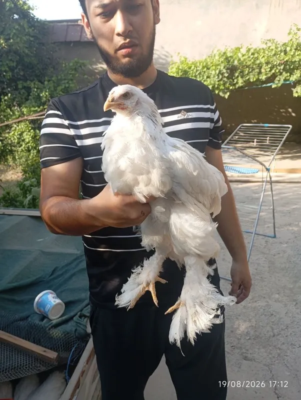 Birama tovuq xorozlari 2 Birama tovuq xorozlari 2