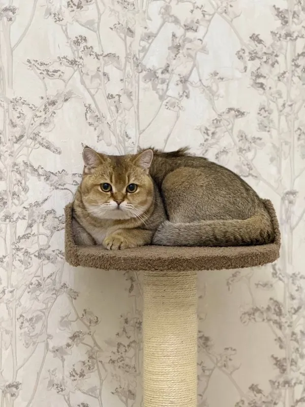 Скотч фолд оригинал мушук зотли