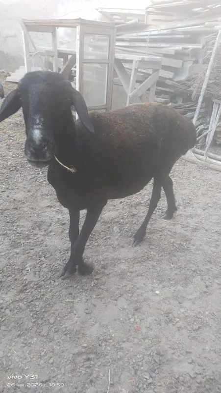 Ona bola qoʻylar bolasi qoʻchqorcha 5