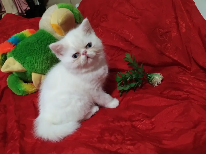 Продам котят породы экзот — фото 3