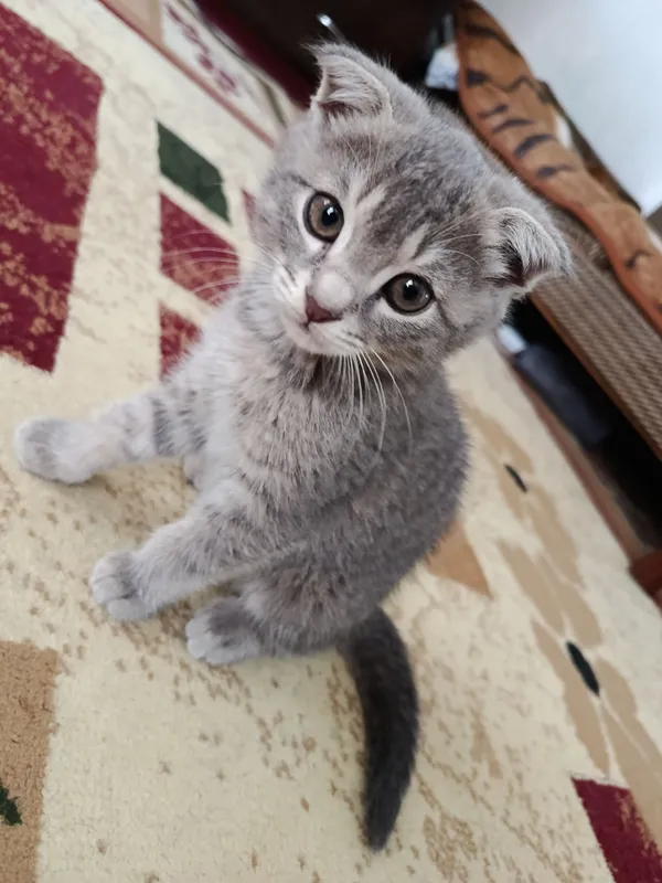 Котёнок скоттиш-фолд 1 Котёнок скоттиш-фолд 1