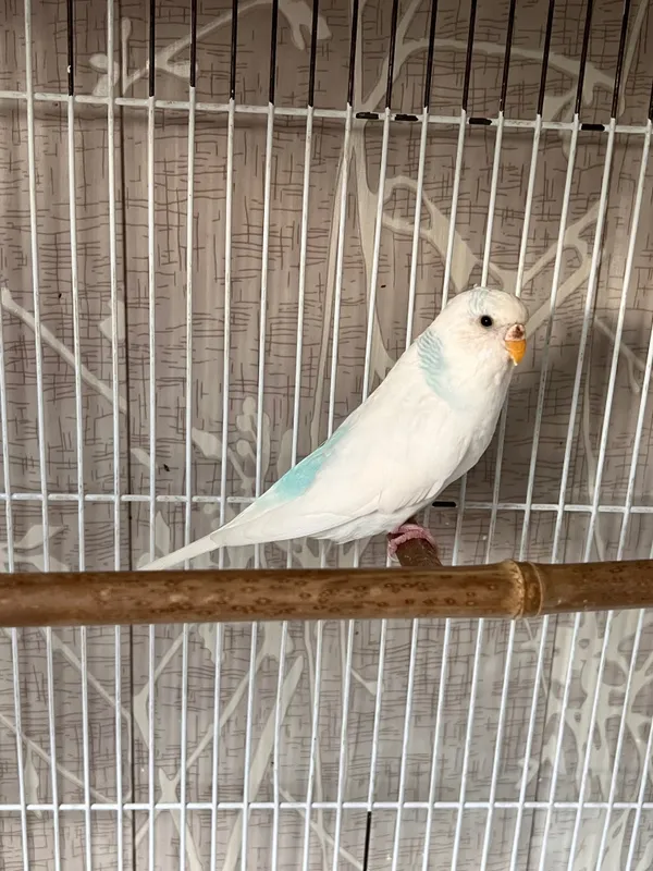 Tayyor Moda (ayol) Valnistiy papugay Totiqush qizbola — фото 2