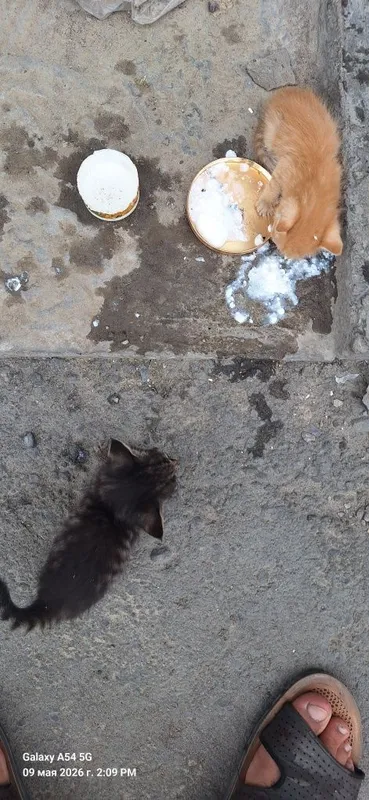 4ta bor hali kichkina sut bn boqiladigan