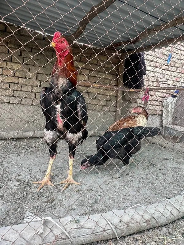 Korea xóroz toza qon 4