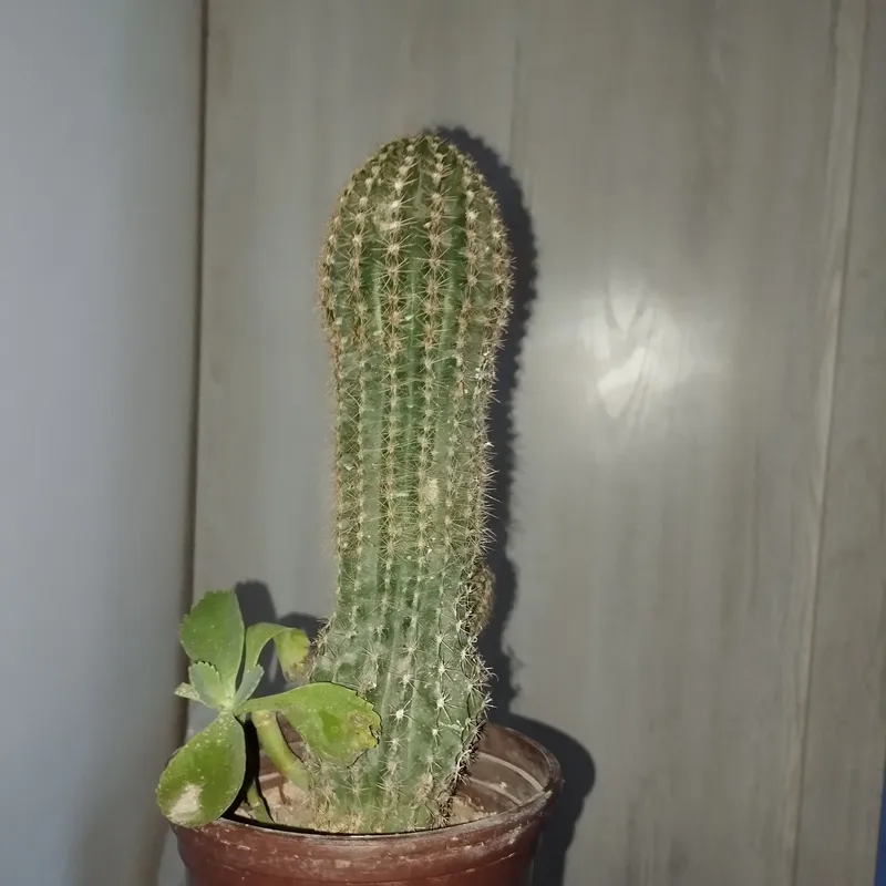 кактус