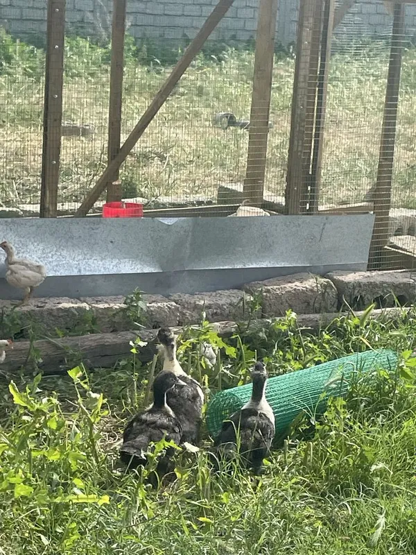 Ordak 6 ta 2 oyli pikin hammasi bir joyda sotiladi