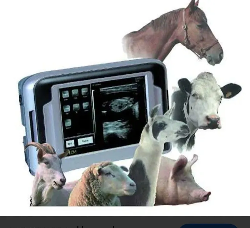 veterinariya UZI xizmati ZAMONAVIY TEXNIKALAR asosida hayvonlar davola
