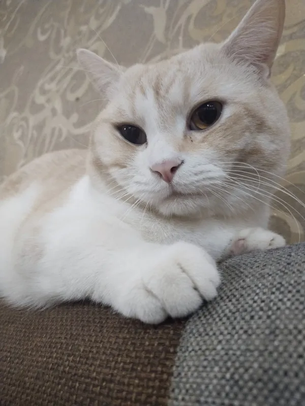 Зотли мушук Скоттиш срайт 2