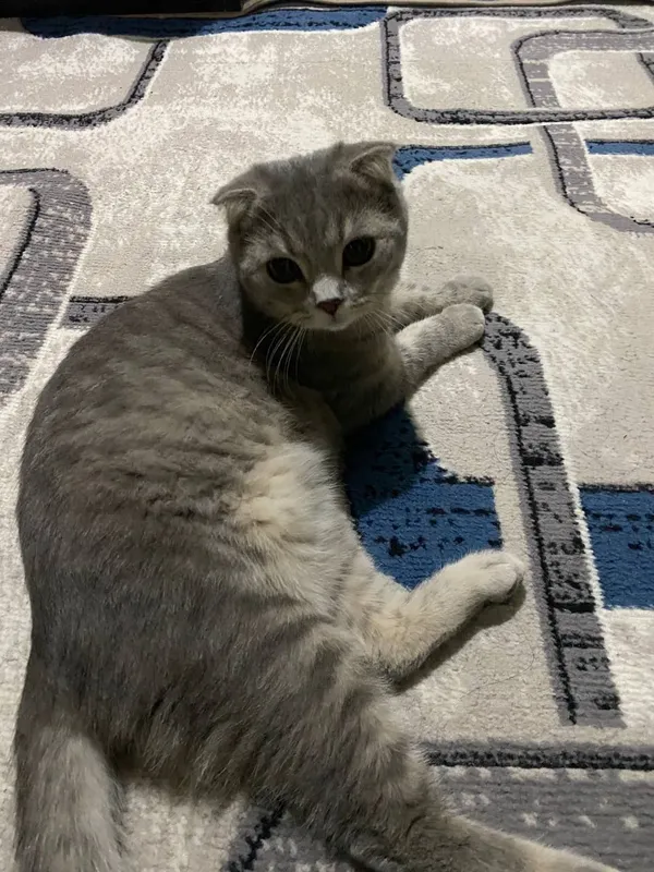 Кошка 1 Кошка 1