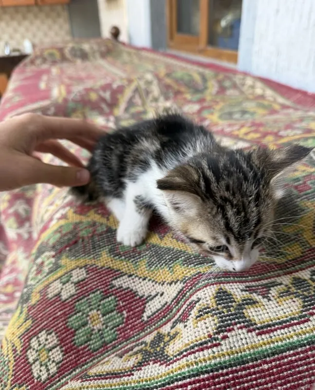 Котята даром ттз кирпичный завод 5