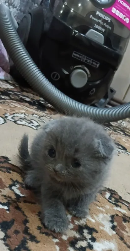 Продаются котята — фото 4