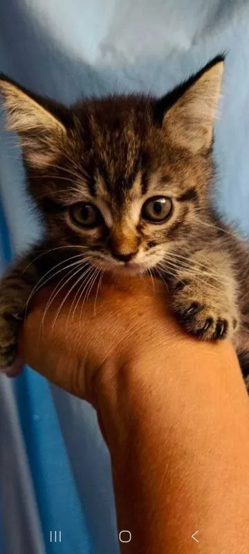 Котята ищут семьи! 7 Котята ищут семьи! 7