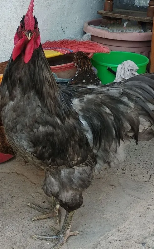 Jersi xuroz kulrang