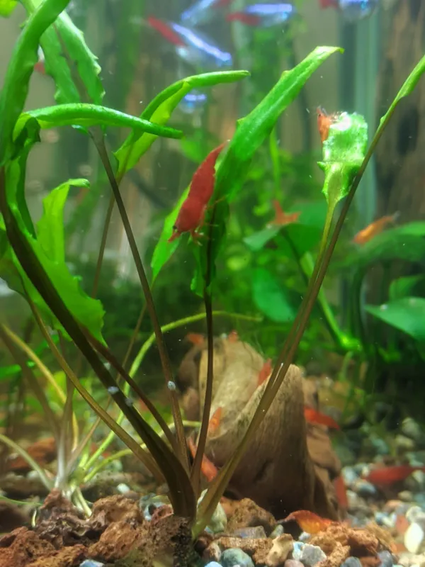 Продаются креветки red cherry. Пара - 15 000 с.