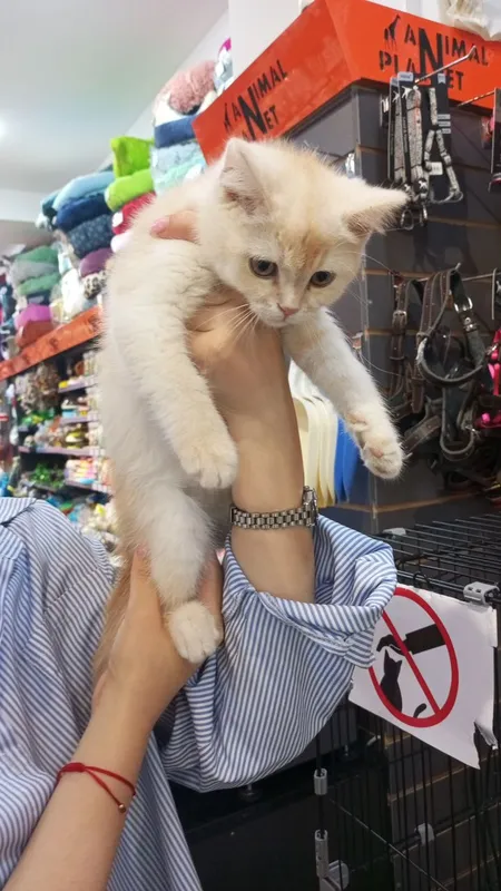кошки 2 кошки 2