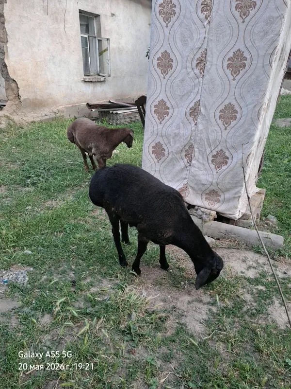 Sotiladigan qochqor bor