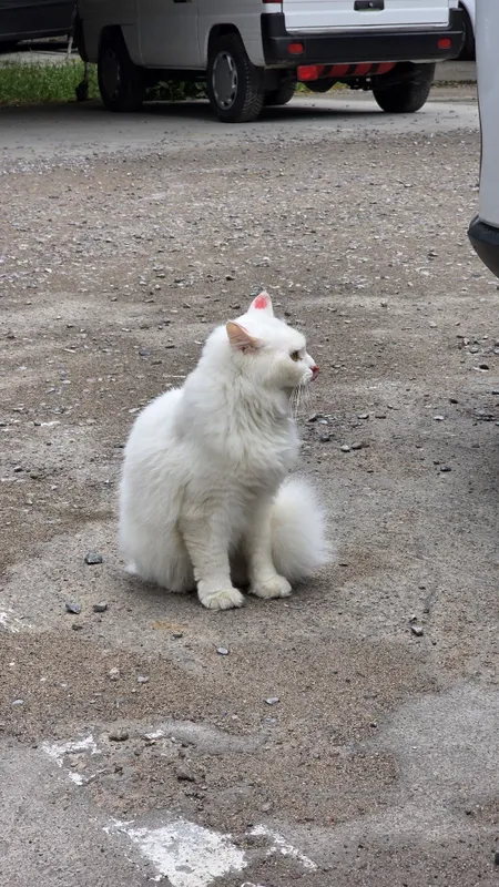 Найдена домашняя кошка! Юнусабадский рацон 13 квартал — фото 2