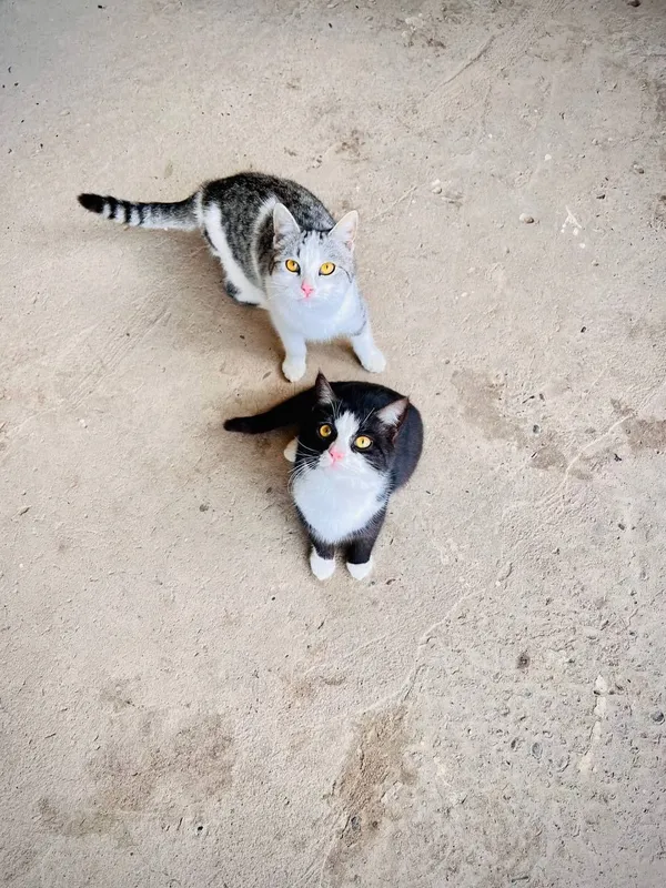 Xonakai Mushuklar