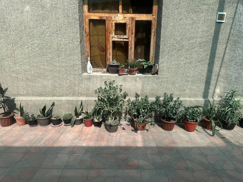 Продаются цветы — фото 1