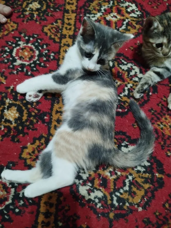 Котята в добрые руки — фото 2