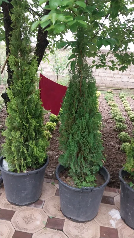 Euyonimus va Thuja gold rider — фото 4